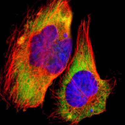 Immunocytochemistry/ Immunofluorescence: RPL30 Antibody [NBP1-82855]