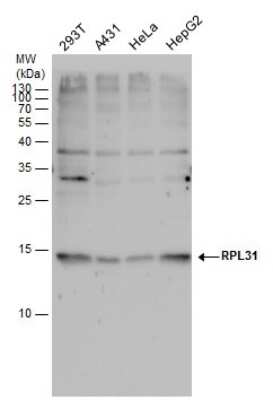 Western Blot: RPL31 Antibody [NBP2-43783]