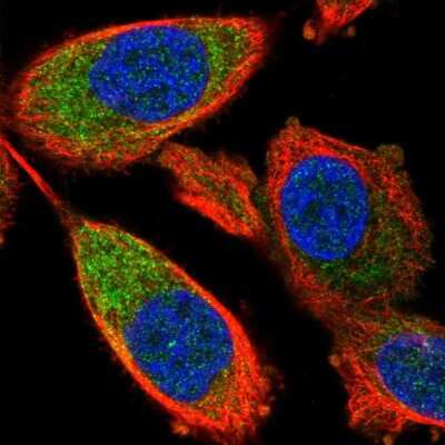 Immunocytochemistry/ Immunofluorescence: RPL32 Antibody [NBP2-30682]