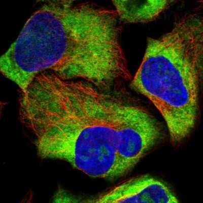 Immunocytochemistry/ Immunofluorescence: RPL34 Antibody [NBP1-81331]