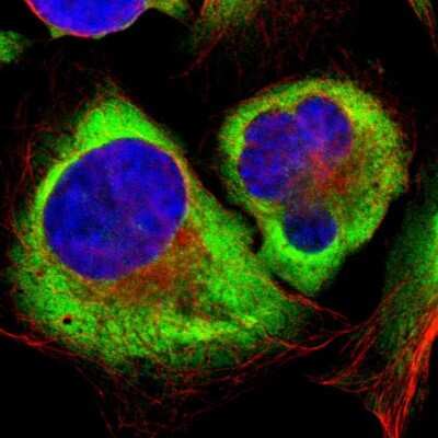Immunocytochemistry/ Immunofluorescence: RPL35 Antibody [NBP1-81330]