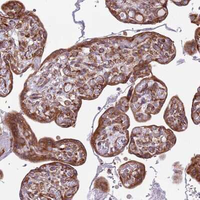 Immunohistochemistry-Paraffin: RPL36 Antibody [NBP2-13255]