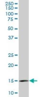 Western Blot: RPL36A Antibody (5F8) [H00006173-M01]