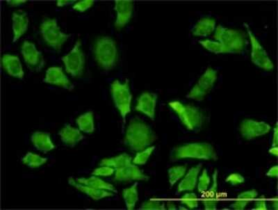 Immunocytochemistry/ Immunofluorescence: RPL36A Antibody (6H1) [H00006173-M02]
