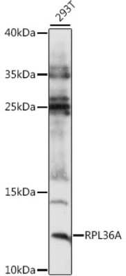 Western Blot: RPL36A AntibodyAzide and BSA Free [NBP2-93254]