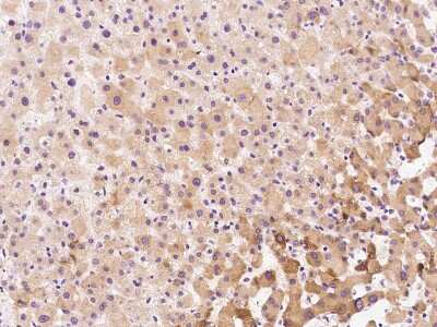Immunohistochemistry-Paraffin: RPL39L Antibody [NBP2-97619]