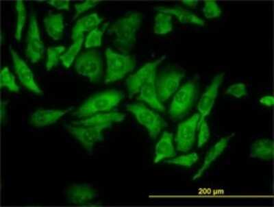 Immunocytochemistry/ Immunofluorescence: RPL4 Antibody (4A3) [H00006124-M01]