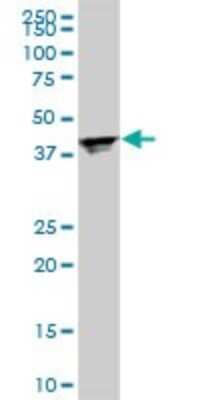 Western Blot: RPL4 Antibody (4A3) [H00006124-M01]