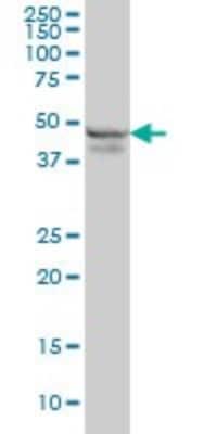 Western Blot: RPL4 Antibody (4A3) [H00006124-M01]