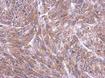 Immunohistochemistry-Paraffin: RPL4 Antibody [NBP2-20215]