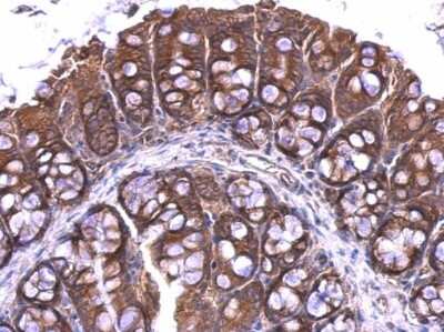 Immunohistochemistry-Paraffin: RPL4 Antibody [NBP2-20215]