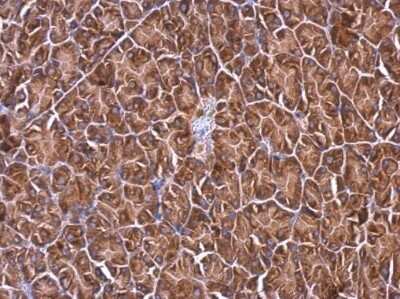 Immunohistochemistry-Paraffin: RPL4 Antibody [NBP2-20215]