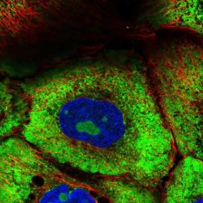 Immunocytochemistry/ Immunofluorescence: RPL7 Antibody [NBP2-34111]
