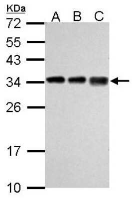 Western Blot: RPL7A Antibody [NBP2-20217]
