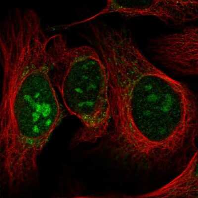 Immunocytochemistry/ Immunofluorescence: RPL7L1 Antibody [NBP1-92348]