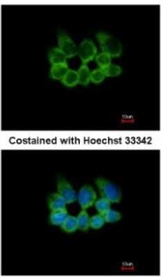 Immunocytochemistry/ Immunofluorescence: RPL8 Antibody [NBP2-20218]
