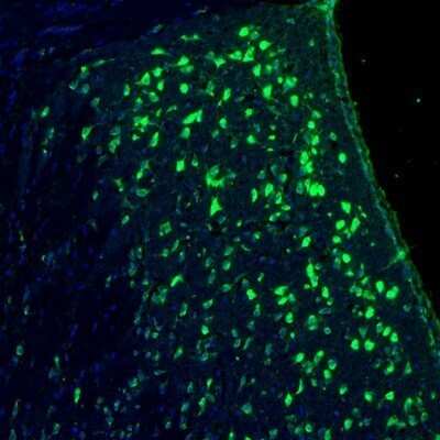 Immunohistochemistry: RPL9 Antibody [NBP1-82853]