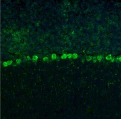 Immunohistochemistry: RPL9 Antibody [NBP1-82853]