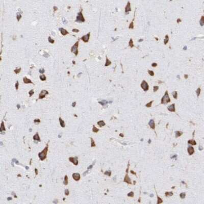 Immunohistochemistry-Paraffin: RPL9 Antibody [NBP1-82853]
