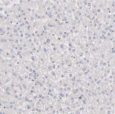 Immunohistochemistry-Paraffin: RPLP0 Antibody [NBP1-82859]