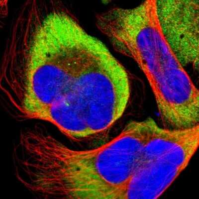 Immunocytochemistry/ Immunofluorescence: RPLP1 Antibody [NBP1-81293]