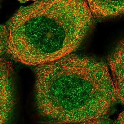 Immunocytochemistry/ Immunofluorescence: RPP14 Antibody [NBP1-80965]