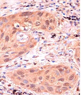 Immunohistochemistry-Paraffin: RPP38 Antibody - Azide and BSA Free [NBP2-94050]
