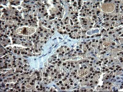 Immunohistochemistry: RPRD1B Antibody (OTI1C7) [NBP2-45634]