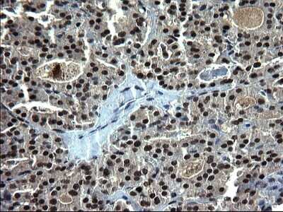 Immunohistochemistry: RPRD1B Antibody (OTI1C7) - Azide and BSA Free [NBP2-73945]