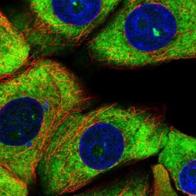 Immunocytochemistry/ Immunofluorescence: RPS11 Antibody [NBP2-13262]