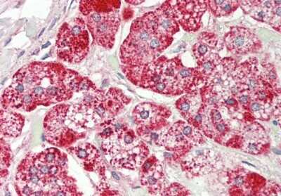 Immunohistochemistry-Paraffin: RPS12 Antibody [NBP2-85667]