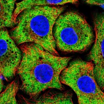 Immunocytochemistry/ Immunofluorescence: RPS15 Antibody [NBP2-33717]