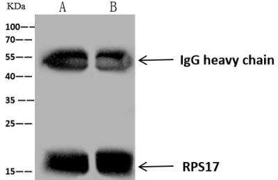 Immunoprecipitation: RPS17 Antibody [NBP3-12556]