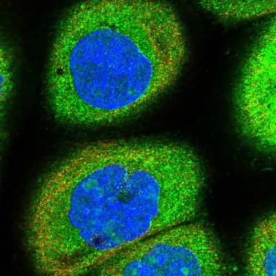 Immunocytochemistry/ Immunofluorescence: RPS19BP1 Antibody [NBP1-83617]