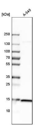 Western Blot: RPS20 Antibody [NBP1-80804]