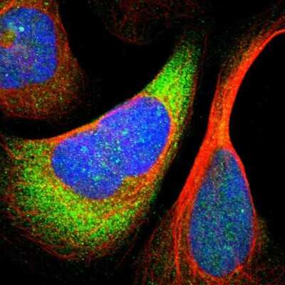 Immunocytochemistry/ Immunofluorescence: RPS24 Antibody [NBP1-80803]