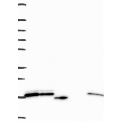 Western Blot: RPS24 Antibody [NBP3-17432]