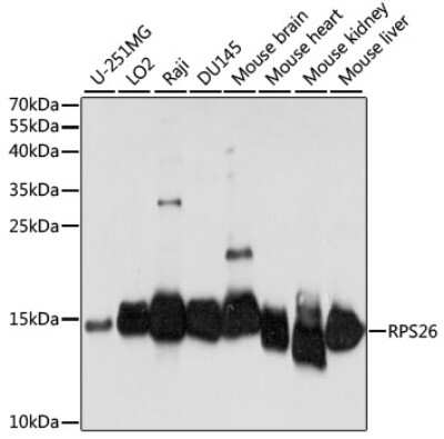 Western Blot: RPS26 AntibodyAzide and BSA Free [NBP2-95172]