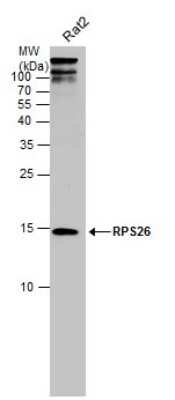 Western Blot: RPS26 Antibody [NBP3-13001]