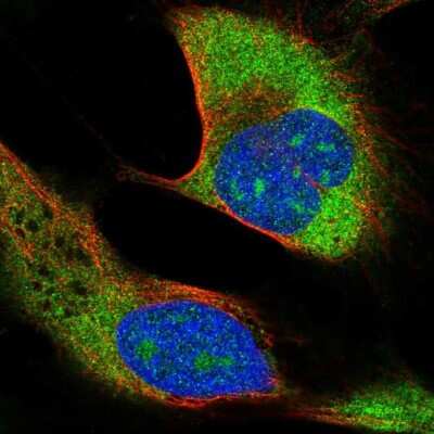 Immunocytochemistry/ Immunofluorescence: RPS27L Antibody [NBP2-57624]