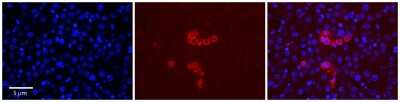 Immunohistochemistry-Paraffin: RPS28 Antibody [NBP2-85673]