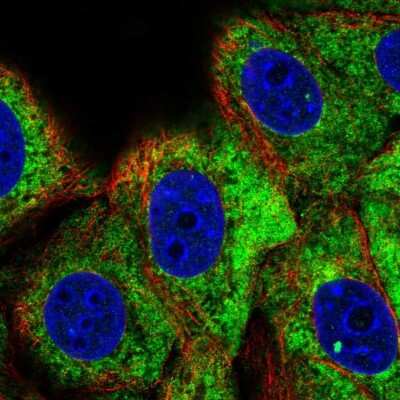 Immunocytochemistry/ Immunofluorescence: RPS3 Antibody [NBP2-38024]