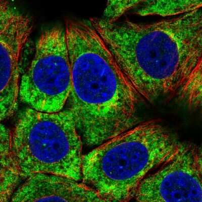 Immunocytochemistry/ Immunofluorescence: RPS3 Antibody [NBP2-38024]
