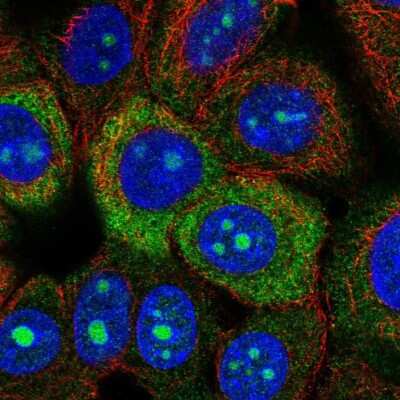 Immunocytochemistry/ Immunofluorescence: RPS3A Antibody [NBP2-55339]