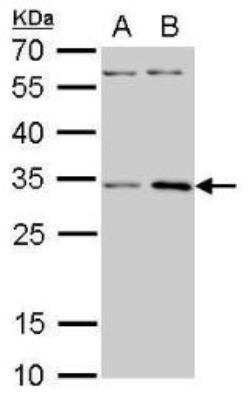Western Blot: RPS3A Antibody [NBP1-31598]