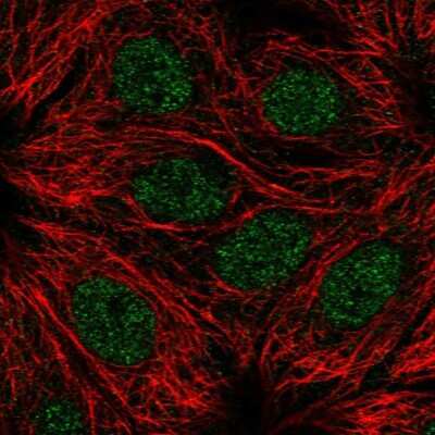 Immunocytochemistry/ Immunofluorescence: RPS6KL1 Antibody [NBP1-81226]