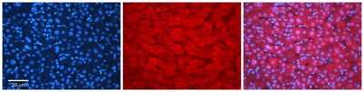 Immunohistochemistry-Paraffin: RPS9 Antibody [NBP2-88192]