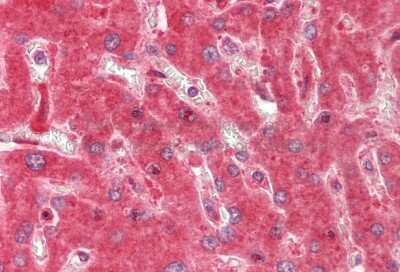 Immunohistochemistry-Paraffin: RPS9 Antibody [NBP2-88192]
