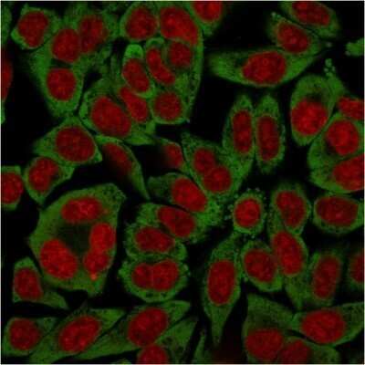 Immunocytochemistry/ Immunofluorescence: RPSA Antibody (RPSA/2699) - Azide and BSA Free [NBP2-79854]
