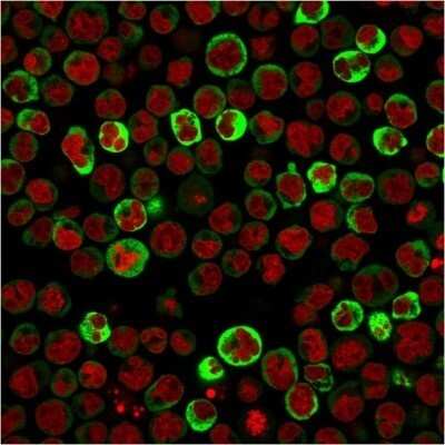 Immunocytochemistry/ Immunofluorescence: RPSA Antibody (RPSA/2699) - Azide and BSA Free [NBP2-79854]